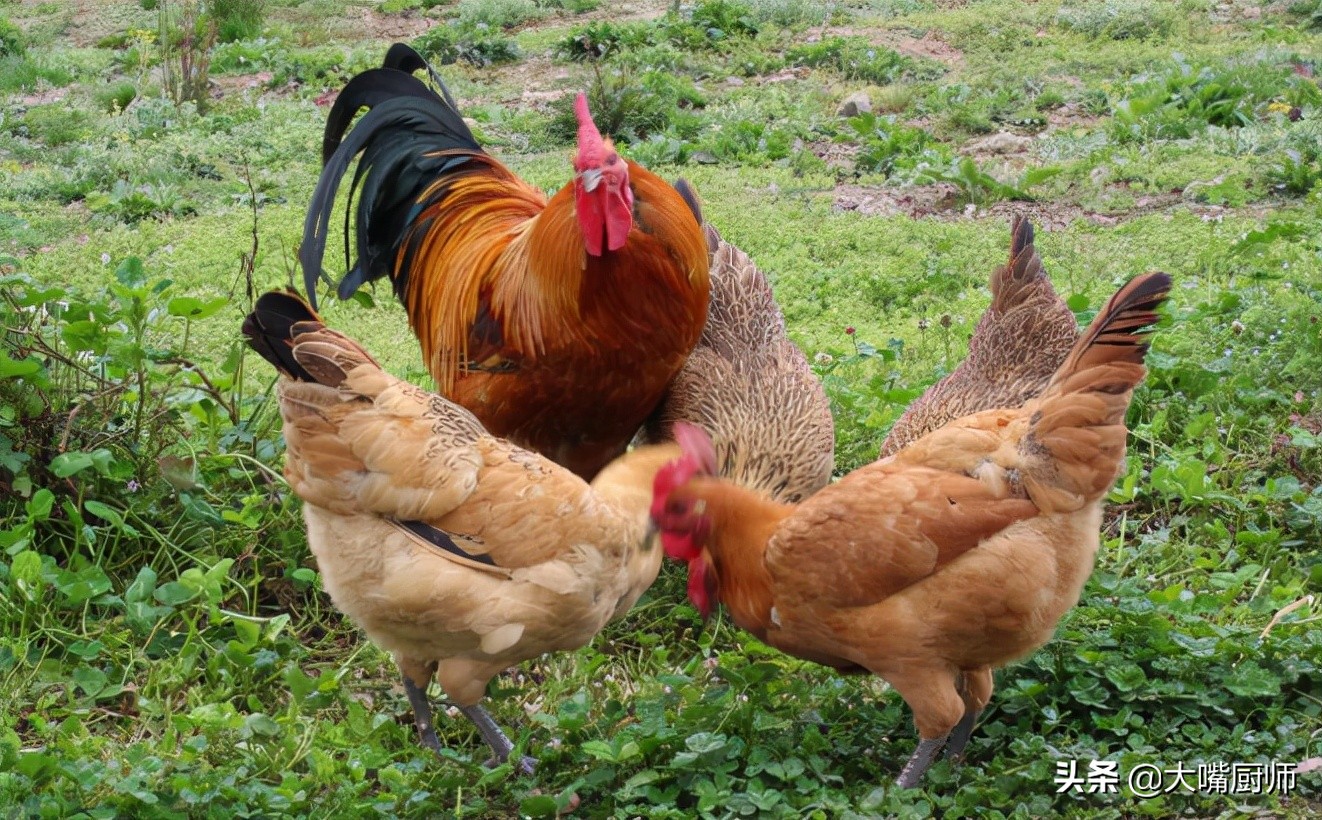 买白条鸡怎么区别817和肉食鸡,买鸡时怎样辨别鸡是否健康