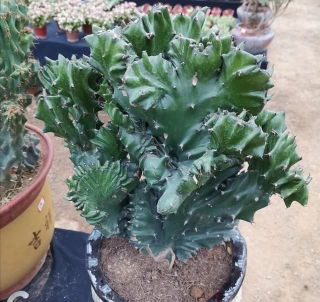 养玉麒麟的正确方法,玉麒麟四季常青