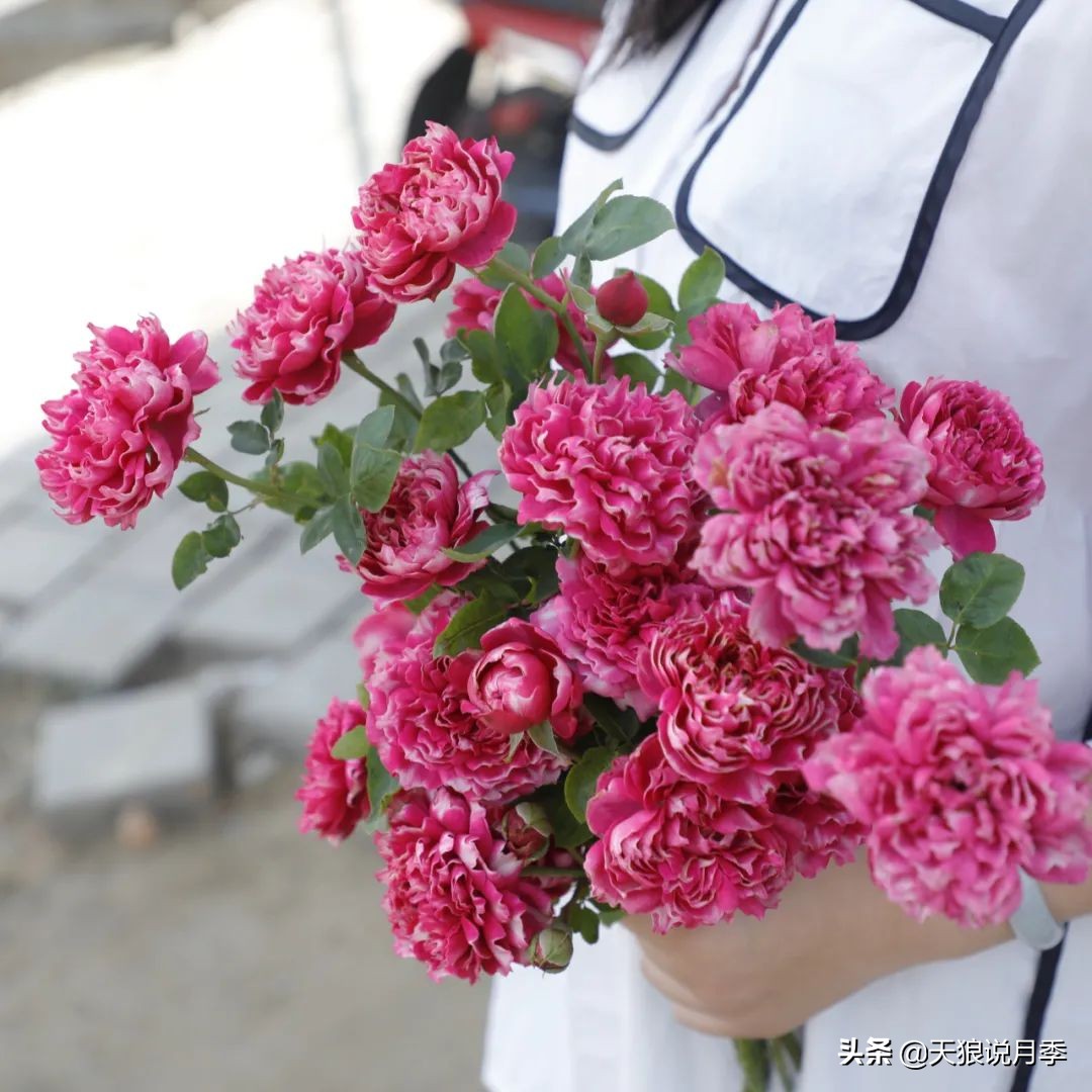 人家最美四月天，天狼自育终于打折了！15个品种供你宠信。