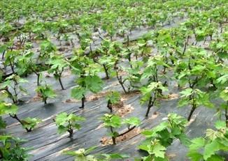 葡萄苗怎么栽种成活率才高,葡萄栽苗的正确方法