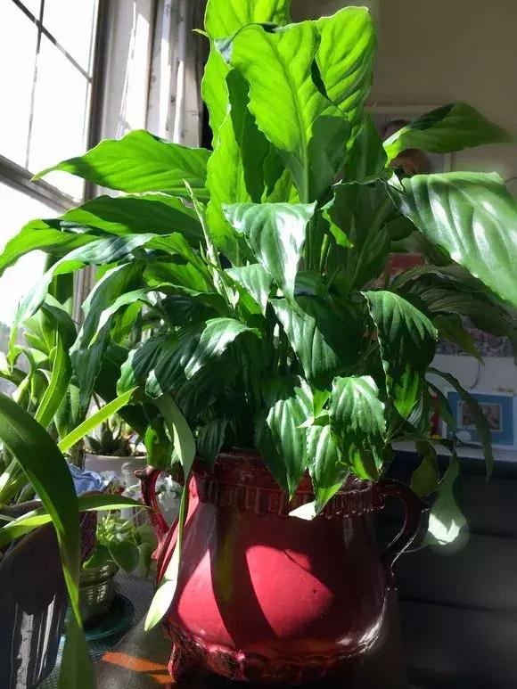 马蹄莲和白掌红掌的区别,马蹄莲和白掌哪个更加珍贵