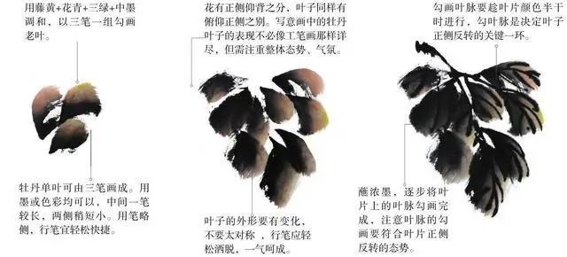 学习写意牡丹画的方法,学习写意牡丹画的步骤