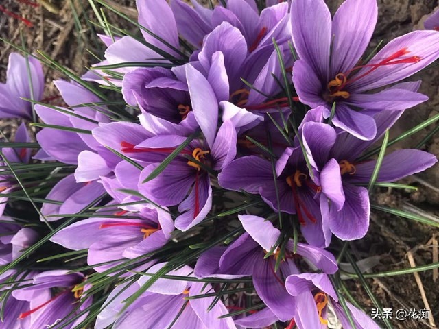 药用藏红花观赏,观赏的藏红花能食用吗