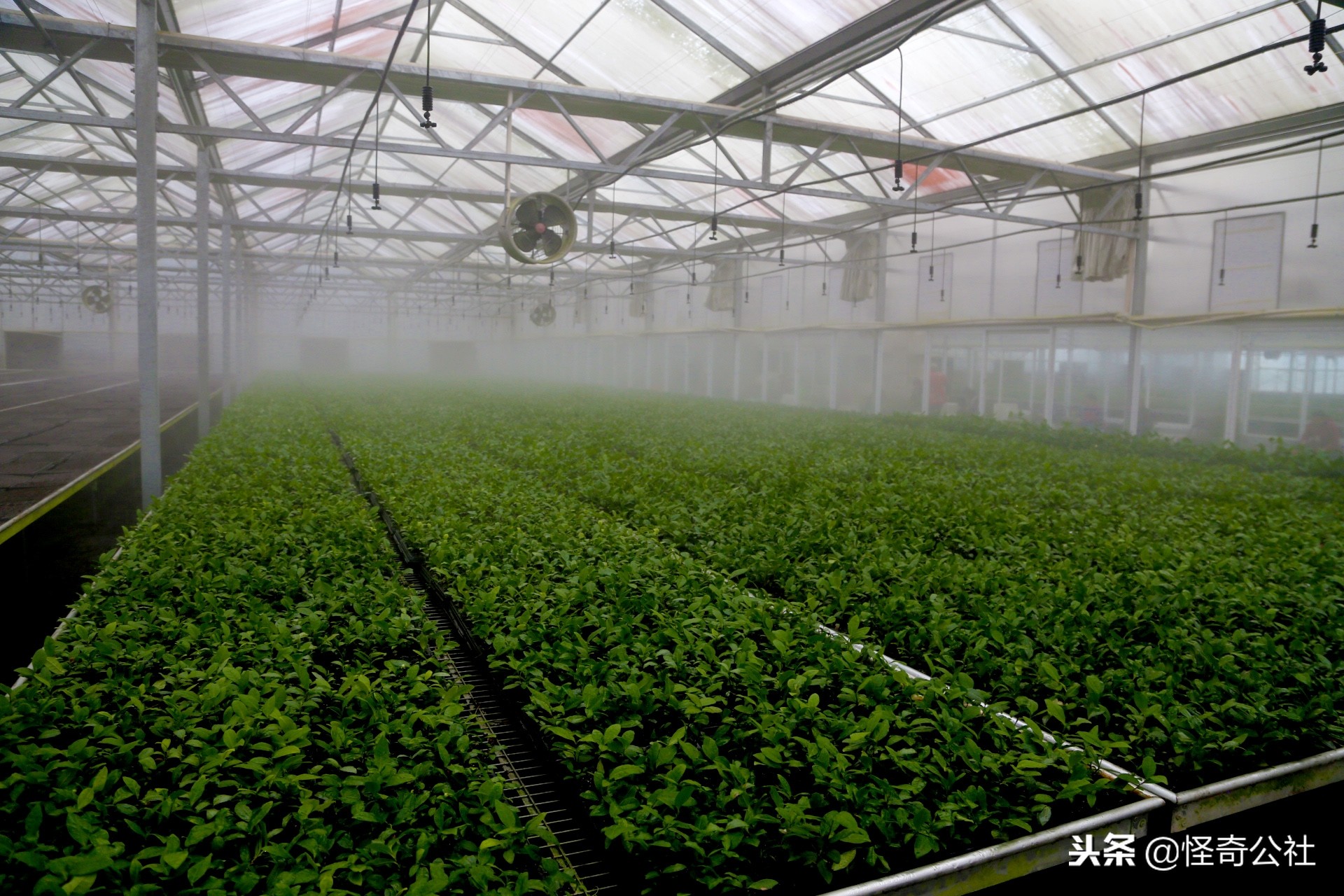 享誉世界的百年品牌——宜昌宜红，“万里茶道”上的新亮点