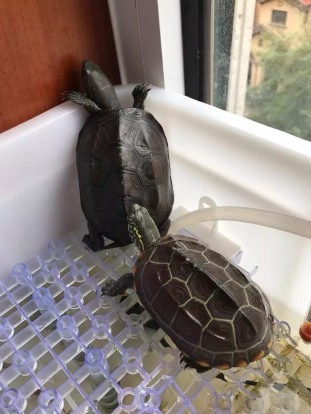 今天学习《龟的生活习性》