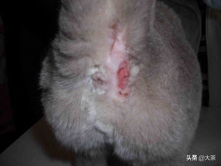 猫咪肛门腺为什么会突然喷出,猫咪肛门腺发炎会有什么症状