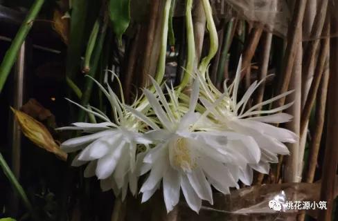 生活养花小妙招,昙花叶片变厚的秘诀