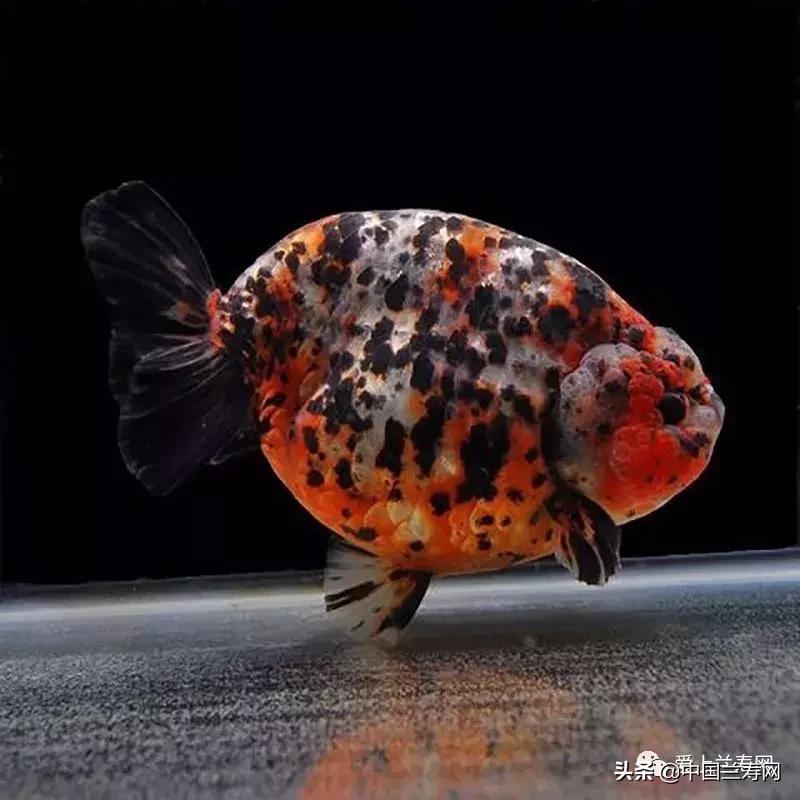 兰寿金鱼鲨鱼鳍品种图片大全,金鱼泰狮与兰寿是一个品种吗