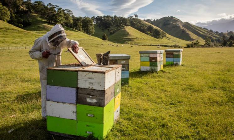 新西兰进口康维他蜂蜜真吗,康维他原装进口蜂蜜润喉糖