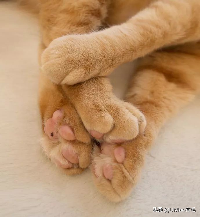 这套喵肉球vs口红色号匹配大全送你了！拿走不谢！