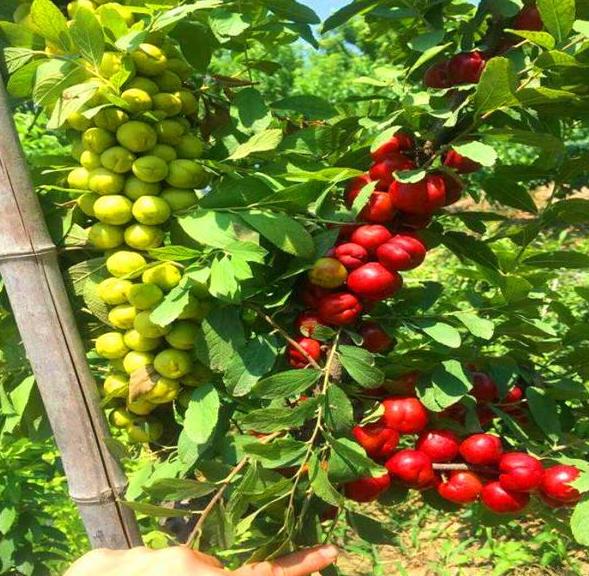 价值被低估的水果“李子祖先”，含钙量堪比牛奶，村民却拿它喂猪