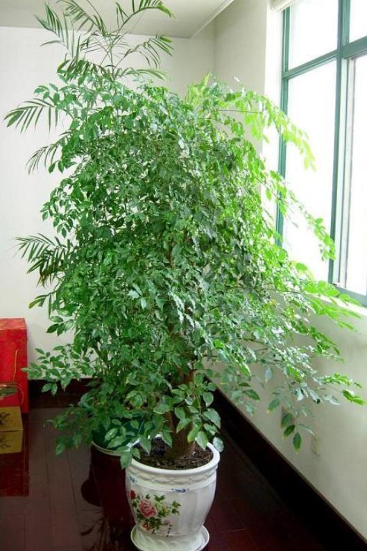 家里的幸福树叶子蔫了怎么回事,家里的幸福树生黑飞虫怎么处理