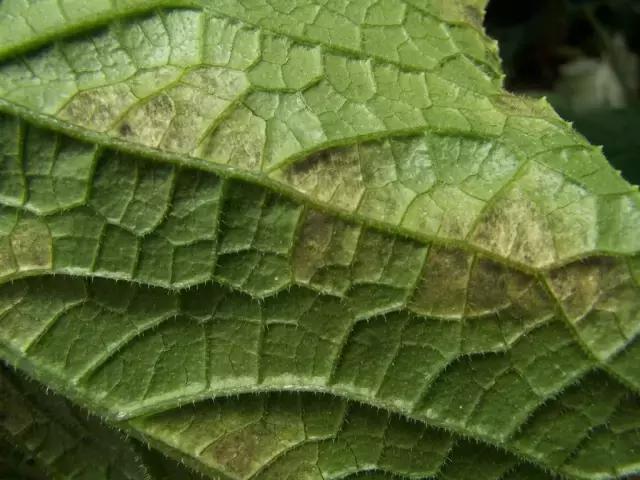 瓜类病害治疗药,瓜类主要病害有哪五条