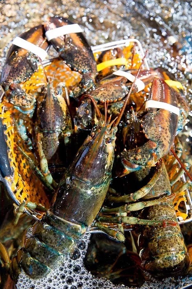 盒马第一家门店开业,盒马鲜生第一个店