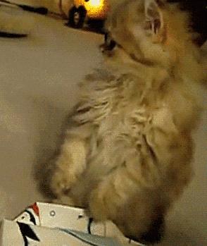 家里的猫咪有病了怎么办,猫咪佝偻病