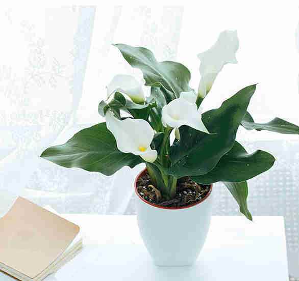 马蹄莲可以种在屋里吗,马蹄莲可以放屋里吗