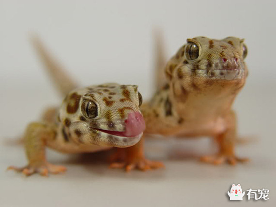 养什么宠物不掉毛还便宜不臭,养什么宠物好便宜又不臭又不咬人