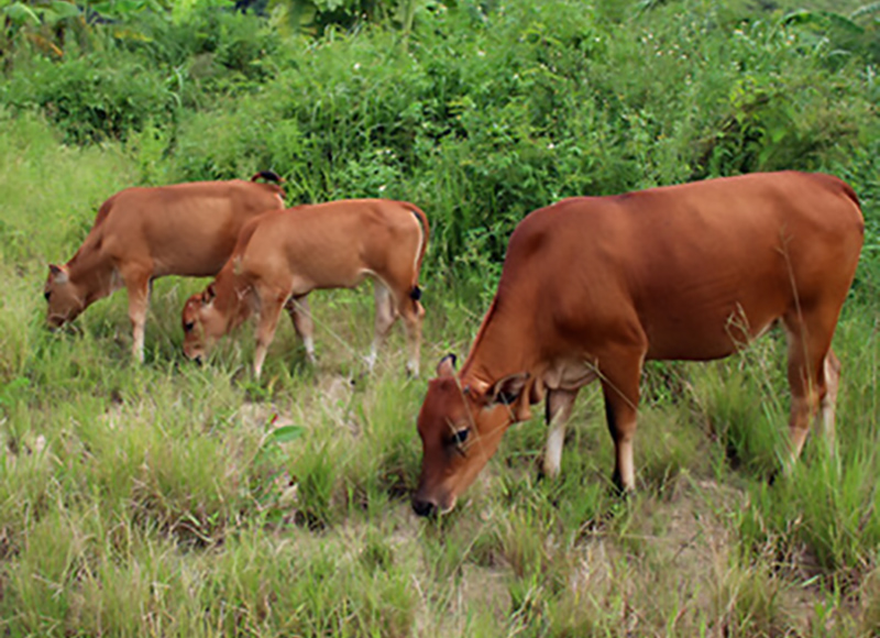 郴州彭美竹养牛大户,彭美竹养牛妙招图片