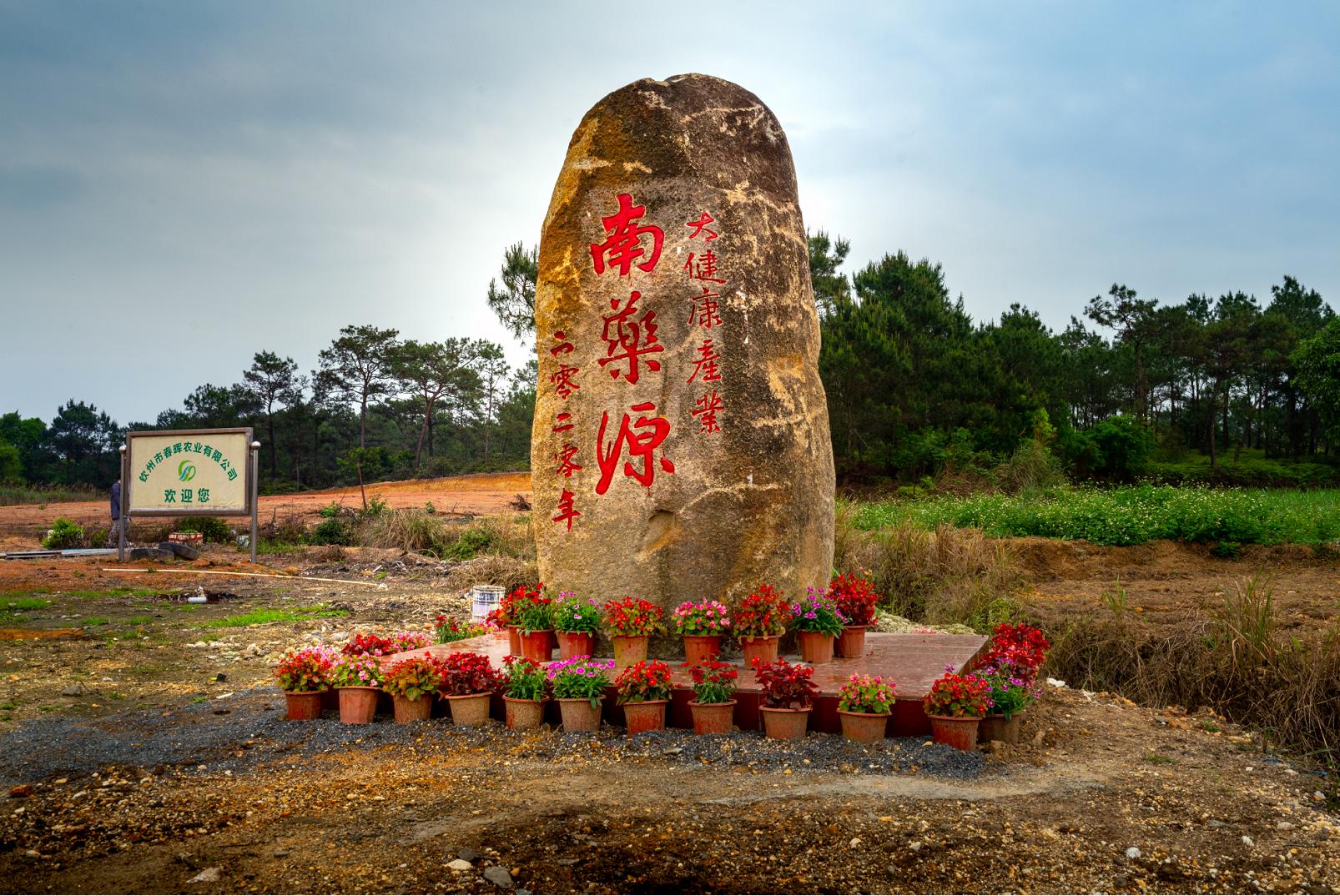 广西钦州有没有野生五指毛桃,广西种植五指毛桃致富