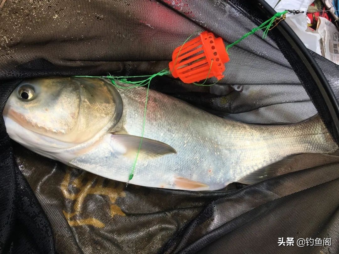 抽鲢鳙遇到白条闹窝怎么办,鲢鳙白条闹窝用大浮漂