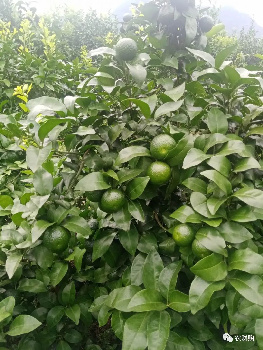 有机菌肥哪个品牌最好,有机菌肥多少钱一袋