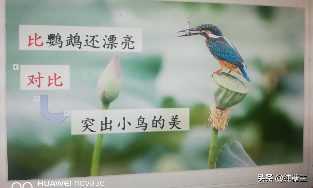 三年级语文上册搭船的鸟预习笔记,三年级搭船的鸟课文笔记