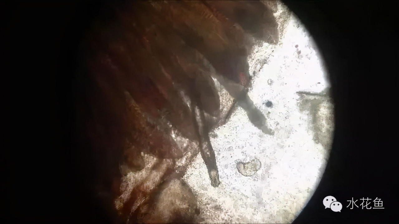 杀鱼类指环虫特效药,观赏鱼指环虫鱼病治疗方法