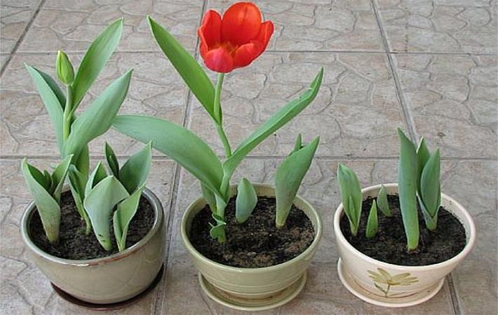 郁金香种球怎么才能发芽,郁金香种球怎么处理才能发芽