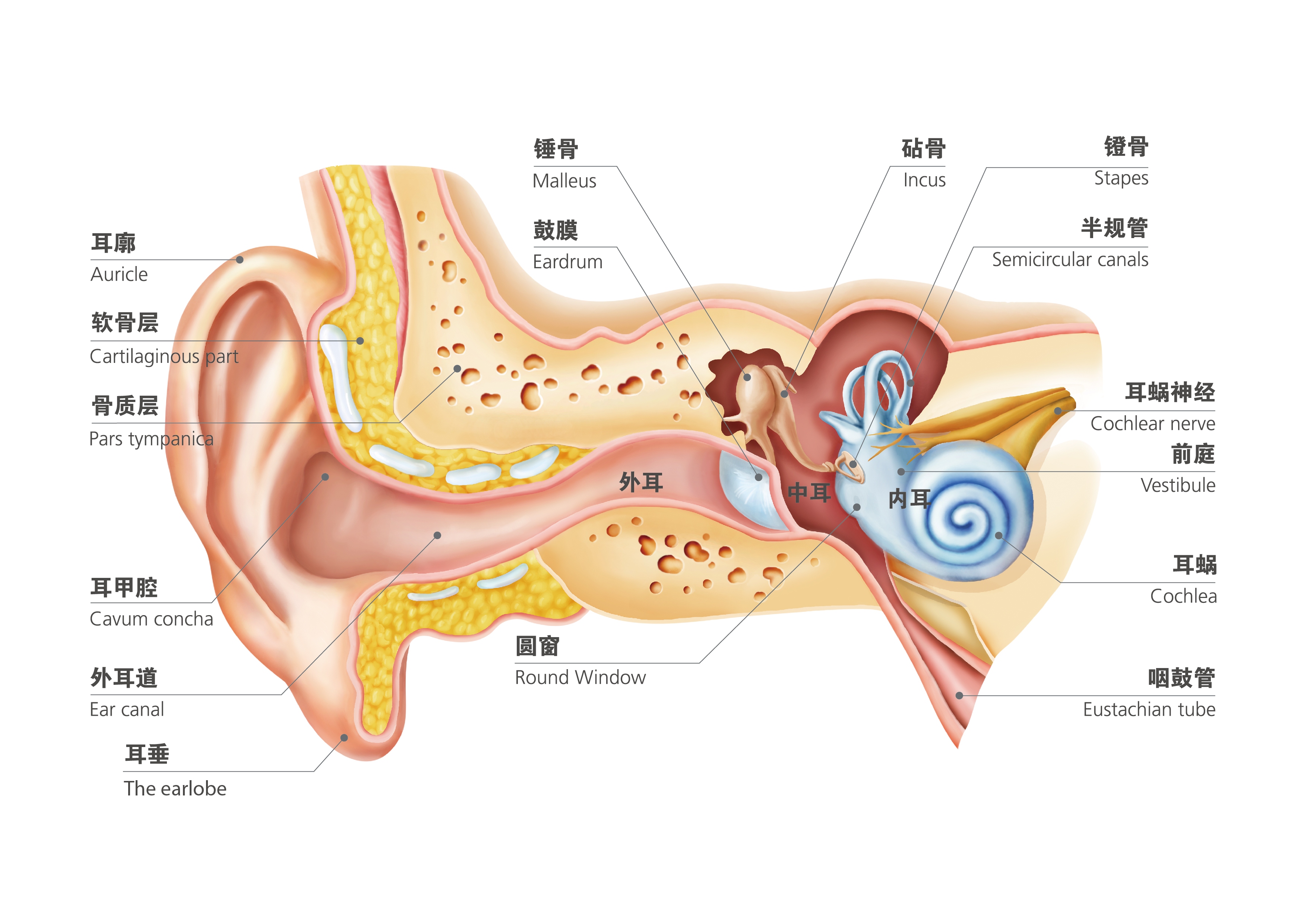 坐过飞机后耳朵疼怎么办,坐飞机回家一个月了感觉耳朵还痛