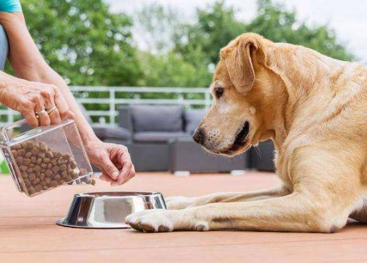 铲屎官除味自救方法,狗狗去口臭最好的方法