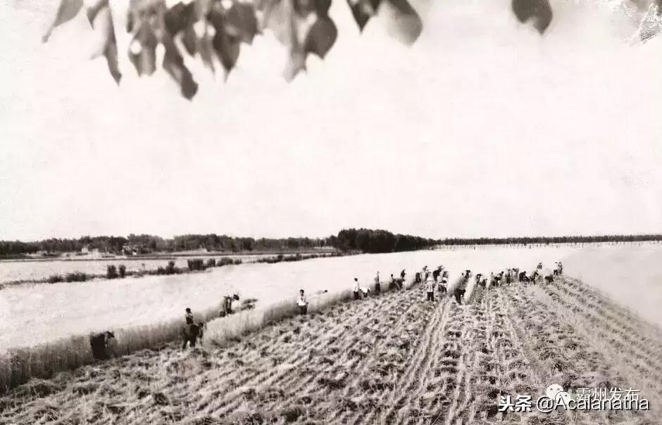 霸州土产公司老照片,霸州老城区图片