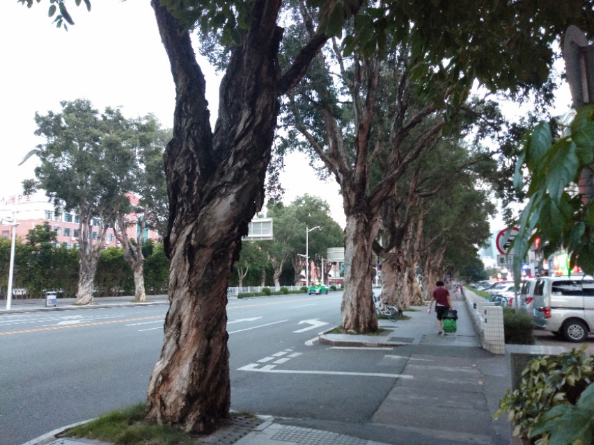 珠海的特色是什么,珠海的吉大是什么