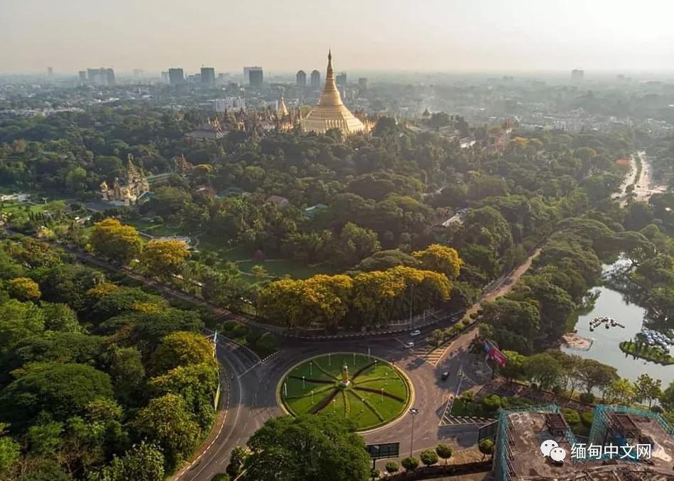 紫檀花开独一无二,紫檀花开了视频