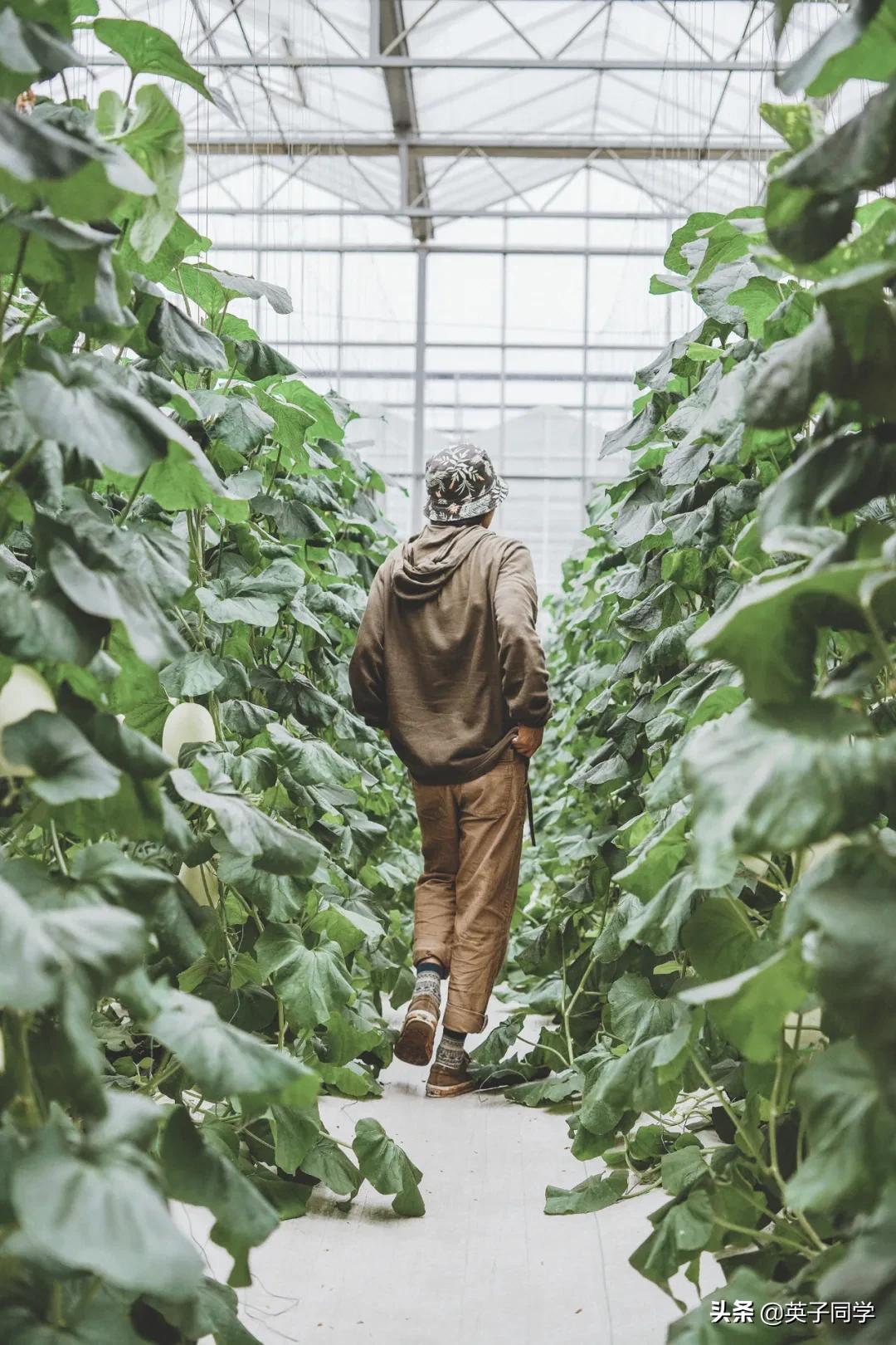 南昌农家乐采摘一日游,南昌采摘农家乐