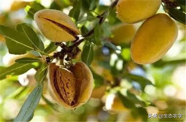 扁桃种植技术和管理,扁桃种植基地