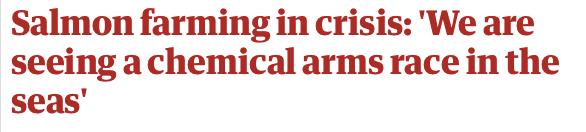 “最毒僵尸鱼”，外媒曝挪威三文鱼养殖乱象，看完胃不好了