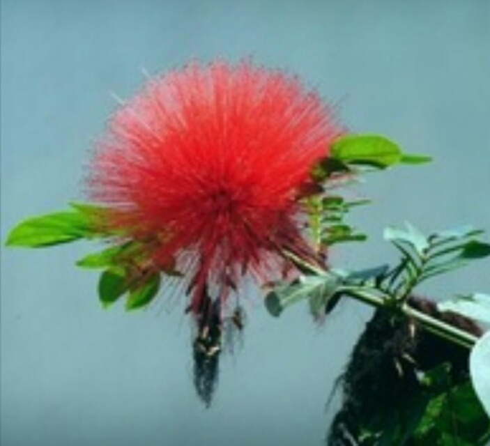 *欢合**花：花美叶美、有色有香的*欢合**花，管理与栽培