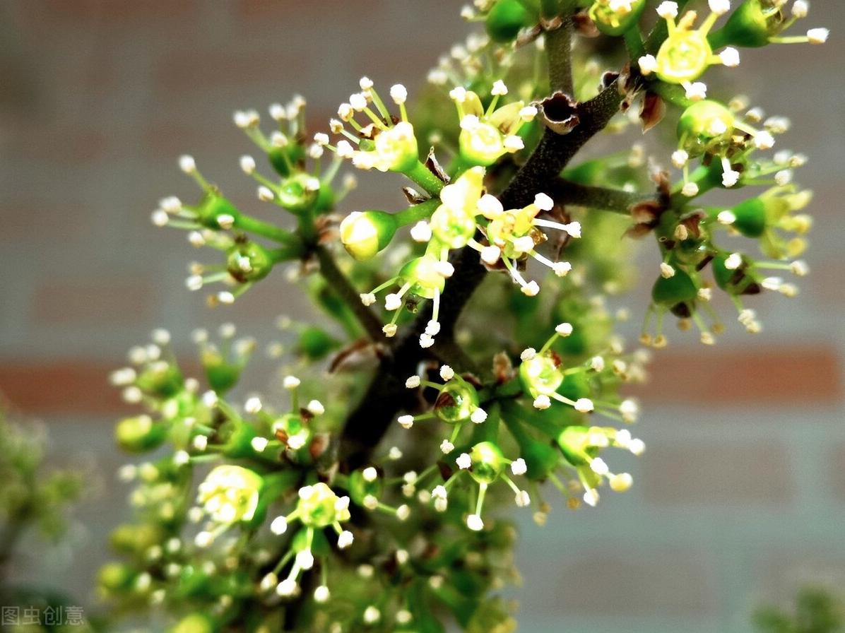 八方来财怎么养才能旺盛,八方来财怎么养才长得快