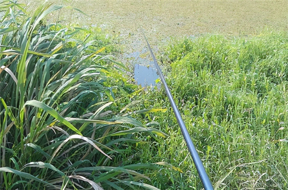 野钓鲫鱼全攻略!13大秘籍,7000字,找鱼窝、选天气,各种小技巧