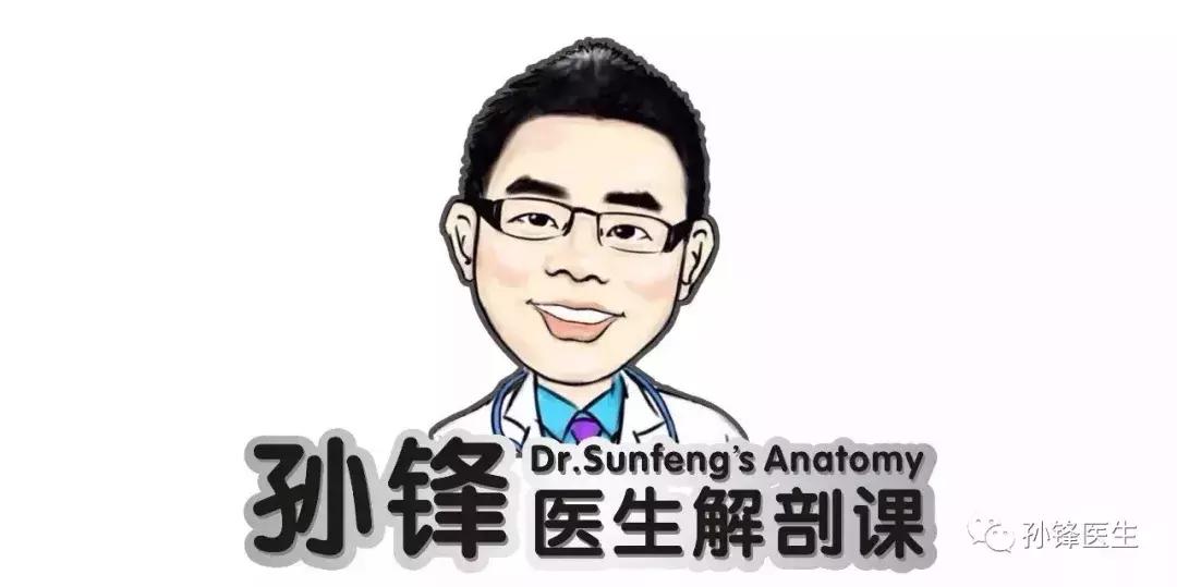 医学笔记︱男性会阴部的肌肉系统(中肛管水平):(下)