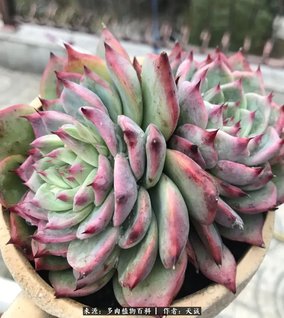 多肉从小养到大的过程,真爱的力量教程