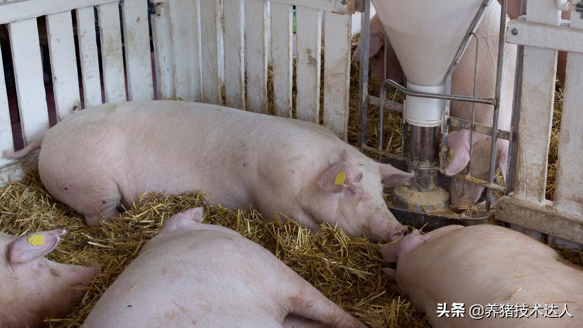 母猪产前不吃打什么针,母猪产前不吃怎么办