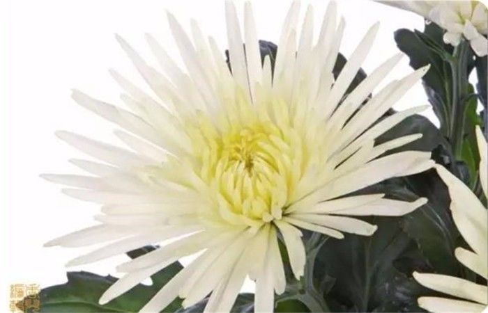 菊花100幅欣赏,菊花的十大绝美诗句