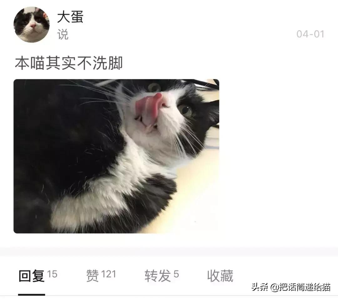 猫故事书籍,猫故事小说
