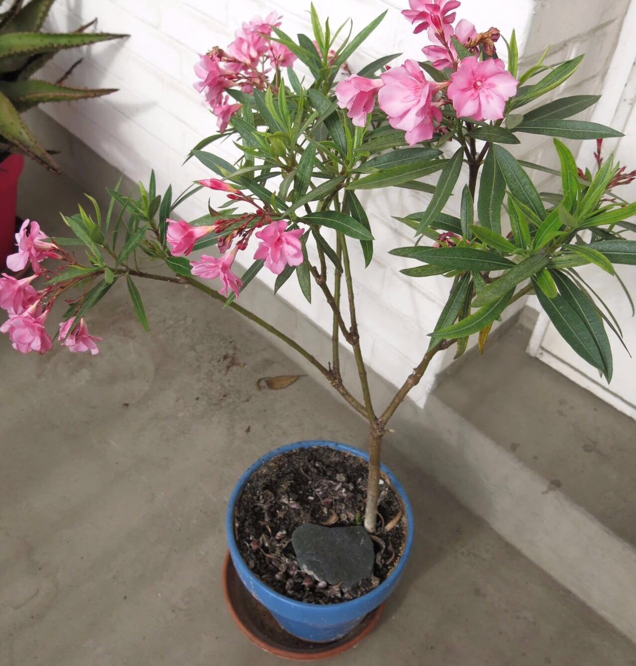 家中摆放绿植有学问，注意“5点”，漂亮长势好，净化空气又旺宅