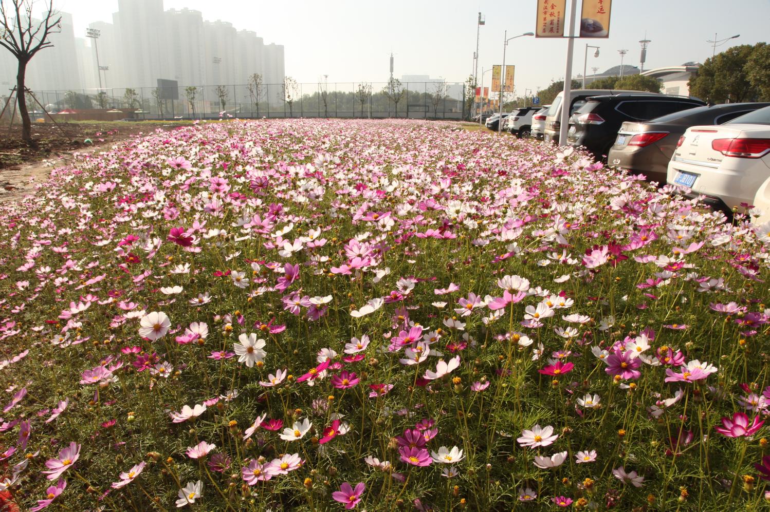 花田花海值得去吗,这些美到爆的花海一定要去看看