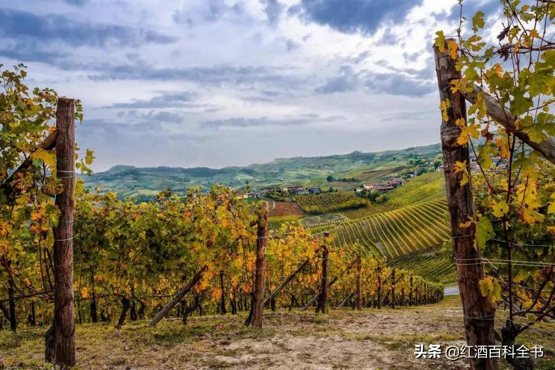 拉菲拉图木桐是一个庄主么,拉菲拉图木桐玛歌奥比昂