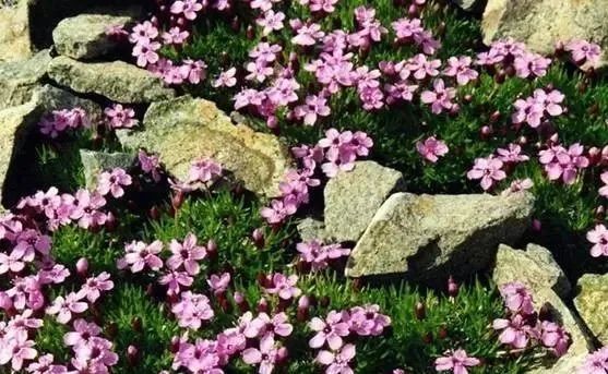 岩石花园景区,岩石园常用花卉