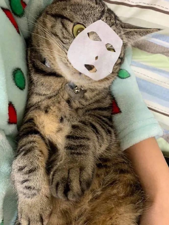 据说最近喵圈流行敷面膜，铲屎官请准备