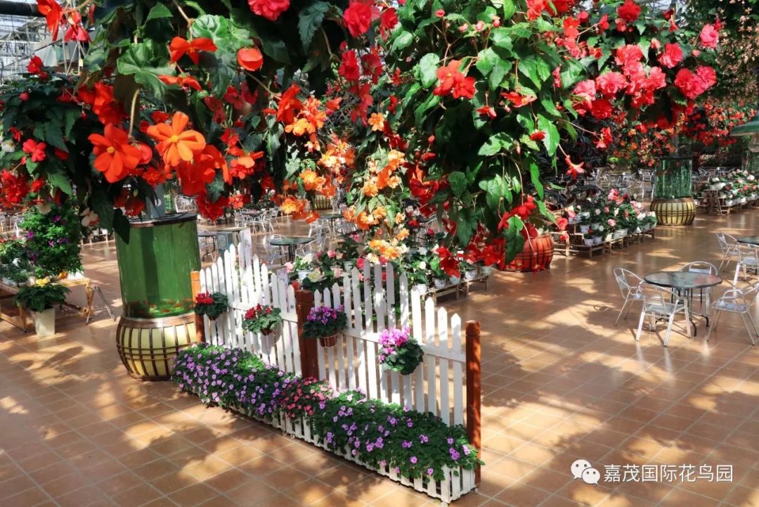 江阴嘉茂国际花鸟园,江阴嘉茂国际花鸟园什么时候再开